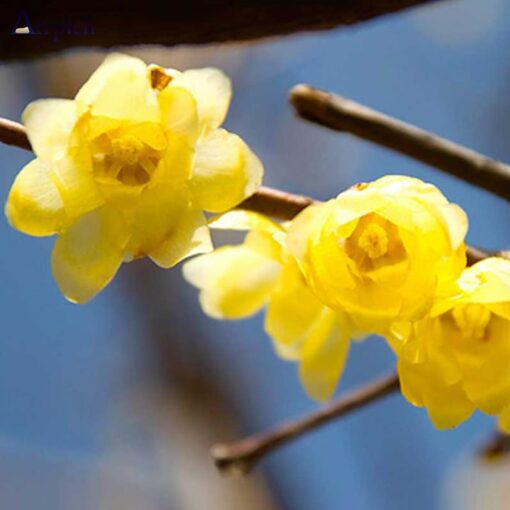 گل یخ   20 میل  Ice Flower